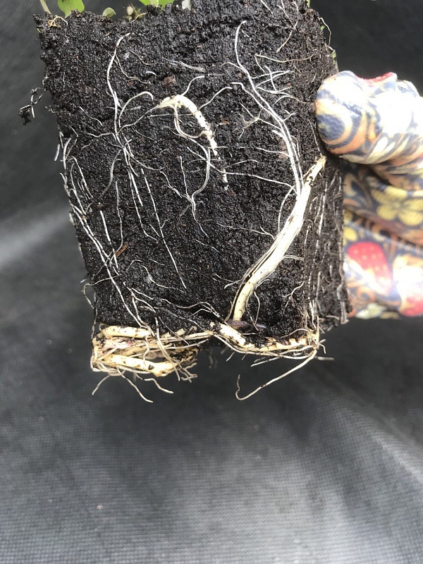 Вейгела Нана пурпуреа 1 шт Р9